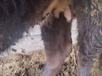 母牛, Cattle — 照片 1