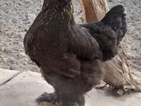 Brahma — Foto 5