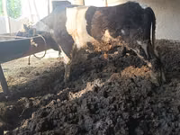 Bulle, Russian Black pied cattle — Foto 1