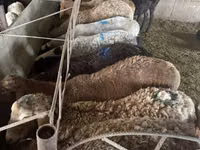 Widder, Hissar sheep — Foto 5