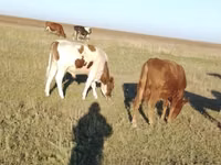 公牛, Simmental cattle — 照片 1