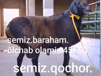كبش, الأغنام — الصورة 2