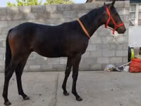 Айғыр, Thoroughbred horse — 1-сурет
