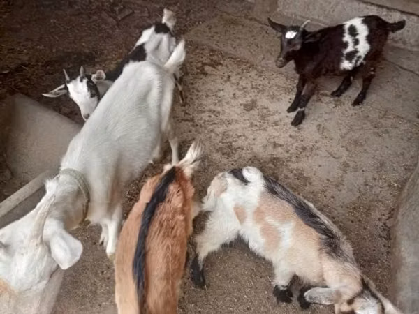 Ziegenbock, Ziegen