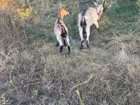 Echki, Echkilar — 1-rasm