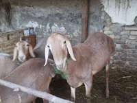 Ram, Sheep — photo 5