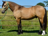 Hengst, Gypsy horse — Foto 4