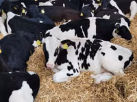 Bulle, Simmental cattle — Foto 6