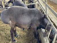 Qoʻchqor, Hissar sheep — 3-rasm
