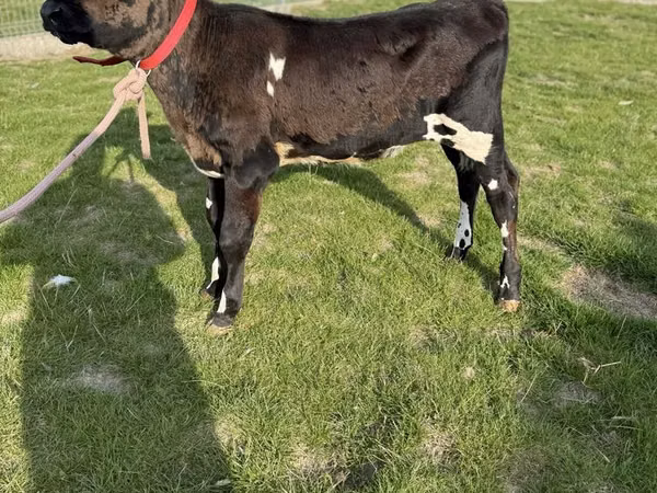 Cow, Holstein breed