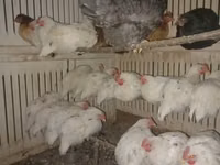 Chickens — Foto 3