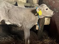 Kuh, Charolais cattle — Foto 1