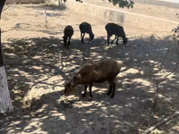Carnero, Ovejas — foto 1
