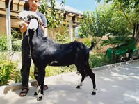 Cabra, Saanen goat — foto 4