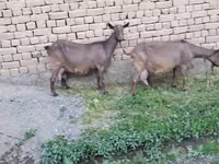Cabro, Cabras — foto 4