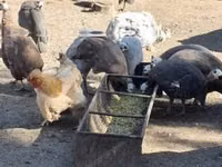 Guinea fowl — Foto 2