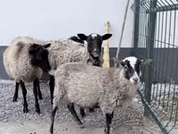 Кочкор, Гиссар койу — сүрөт 2