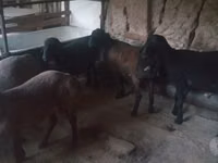 Carnero, Ovejas — foto 5