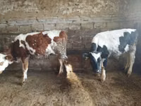 Rinder (Partie, Geschlecht nicht angegeben), Simmental cattle — Foto 1