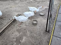 Geese — Foto 6