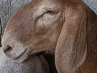 نعجة, Arashan sheep — الصورة 1