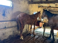Aygʻir, Horse breed — 5-rasm