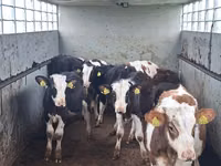 Rinder (Partie, Geschlecht nicht angegeben), Simmental cattle — Foto 2