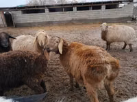 Schafe (Partie, Geschlecht nicht angegeben), Arashan sheep — Foto 3