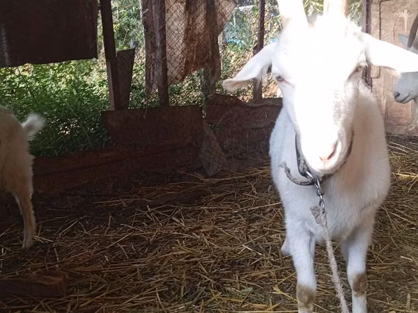 Ziege, Saanen goat