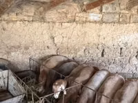 نعجة, Arashan sheep — الصورة 2