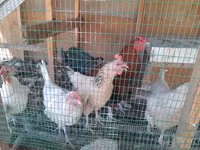 Chickens — 3-rasm