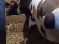 母牛, Cattle — 照片 2