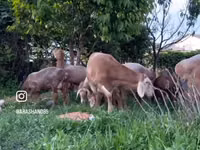 मेढ़ा, Arashan sheep — फ़ोटो 6