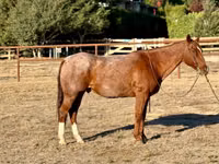 Caballo, Quarter Horse — foto 2