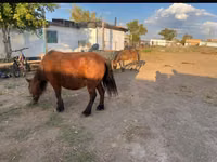 Mare, Horses — photo 1