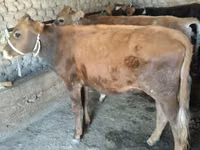 母牛, Cattle — 照片 3