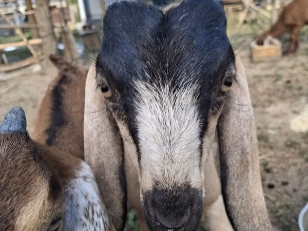 Cabra, Nubian Goat