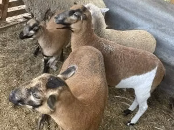 Schaf, Cameroon sheep