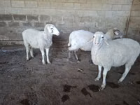 Oveja, Merino sheep — foto 7