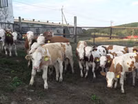 Bulle, Simmental cattle — Foto 1