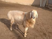 كبش, Arashan sheep — الصورة 2