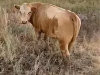 公牛, Latvian Blue cattle — 照片 5