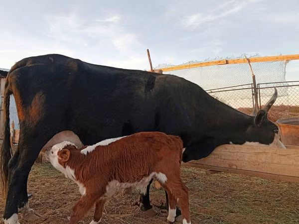 गाय, Latvian Blue cattle — कज़ाखस्तान