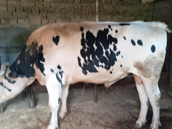 公牛, Russian Black pied cattle — 哈萨克斯坦
