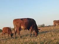 Vaca, Ganado vacuno — foto 8