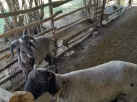 أغنام (دفعة، الجنس غير محدد), Merino sheep — الصورة 2