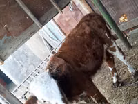 Сиыр, Swiss cattle — 3-сурет