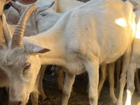 Ziege, Saanen goat — Foto 7