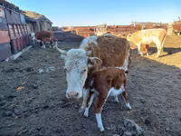 Kuh, Simmental cattle — Foto 2