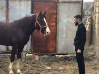 خيول (دفعة، الجنس غير محدد), Mustang — الصورة 2